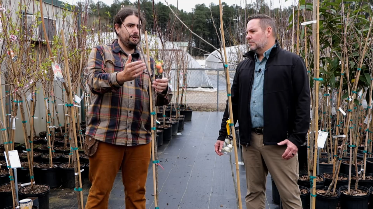 Get it Growing: How pecan plants are grafted